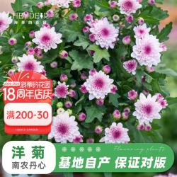 海蒂的花园 菊花洋菊乒乓菊球菊盆栽耐热耐晒宿根植花卉球菊带花苞阳台花园 洋菊南农丹心12cm盆