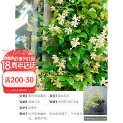 海蒂的花园 旗舰店茉莉花香浓郁味新手好养阳台盆栽植物庭院花园绿植好养易活 风车茉莉黄色1加仑盆