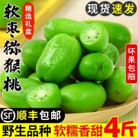 鲜午月 丹东软枣猕猴桃小猕猴桃水果鲜果东北野生软枣子迷你奇异莓圆枣子
