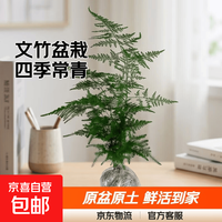 文竹盆栽绿植花卉盆景植物室内客厅水培文松云竹文竹大苗四季常青 小文竹原盆原土球发货 高度15-25cm