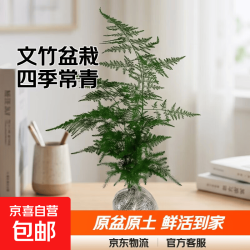 文竹盆栽绿植花卉盆景植物室内客厅水培文松云竹文竹大苗四季常青 小文竹原盆原土球发货 高度15-25cm
