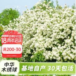 海蒂的花园 中华木绣球斗球灌木花卉庭院大型造景木本植物盆栽树苗原盆原土 中华木绣球1加仑盆 含盆