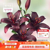 虹越 进口百合种球3球装 盆栽地栽易养东方香水百合花卉裸球