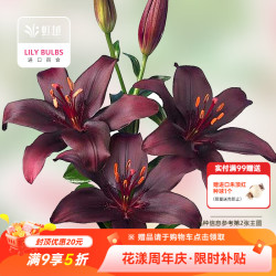 虹越 进口百合种球3球装 盆栽地栽易养东方香水百合花卉裸球
