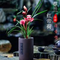 兰花苗 春兰红帝荷兰花盆栽 冬带花苞浓香型好养活室内花卉绿植 红帝荷3苗，配简易盆土肥
