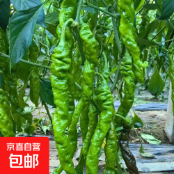 江 新鲜薄皮螺丝椒口感脆嫩螺丝椒5斤