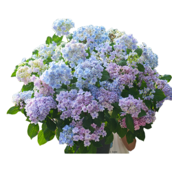 海蒂的花园 绣球小苗 大花绣球佳澄15cm盆 含盆
