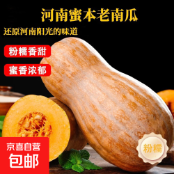 京喜 河南沙地种植蜜本老南瓜新鲜现摘 新鲜蜜本老南瓜带箱9-10斤 9斤