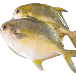 超大金鲳鱼500g*3条