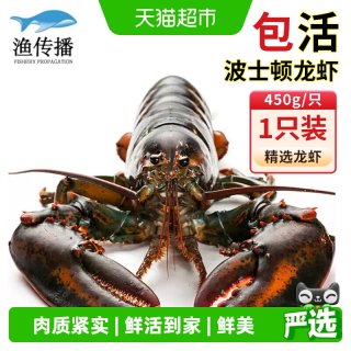 88VIP：渔传播 鲜活现货波士顿大龙虾450g-500g*1只
