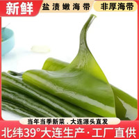 大连新鲜盐渍海带包饭凉拌煲汤火锅净含量4.6斤