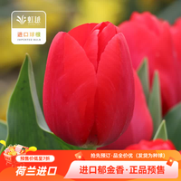 虹越 郁金香5度种球红色长安（球周长12cm+）
