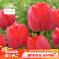 虹越 荷兰进口郁金香种球皇家红（12+）