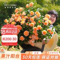 海蒂的花园 月季玫瑰花盆栽蓝色阴雨粉色龙沙宝石藤本月季小苗好养花苗秧苗 果汁阳台1加仑盆 含盆