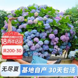 海蒂的花园 旗舰店大花绣球花苗无尽夏大花绣球花手鞠阳台花卉盆栽植物 大花绣球无尽夏15cm盆 含盆