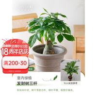 海蒂的花园 发财树小盆栽花卉绿植办公室桌面水培植物室内四季好养白掌幸福树 发财树（三杆）9cm盆