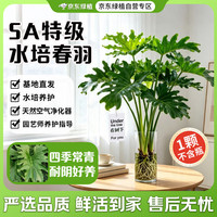 京东绿植 水培春羽盆栽绿植客厅室内耐阴好养四季常观叶净化1棵 源头直发