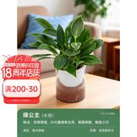 海蒂的花园 发财树小盆栽花卉绿植办公室桌面水培植物室内四季好养白掌幸福树 绿公主(水培)11