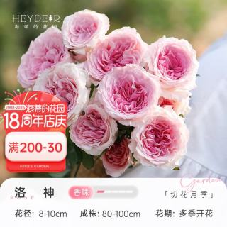 海蒂的花园 月季玫瑰花盆栽蓝色阴雨粉色龙沙宝石藤本月季小苗好养花苗秧苗 洛神1加仑盆 含盆