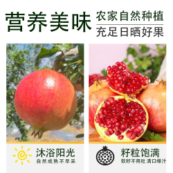 农鲜淘 会理突尼斯软籽石榴