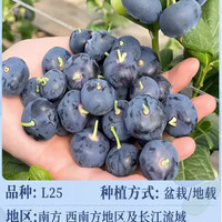 颜松 蓝莓盆栽 带花 原盆原土