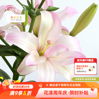 虹越 进口百合种球3球装 布加迪（12/14）