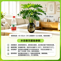 京东绿植 春羽 水培盆栽 1棵