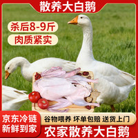 岽鲜 大鹅生鲜 净重8-9斤 带鹅腿 散养大白鹅新鲜冷冻仔鹅肉 源头直发