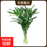 富贵竹水培植物好养易活懒人节节高礼物供佛 10枝70cm左右