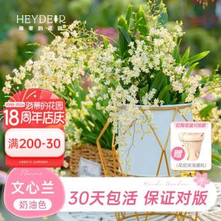 海蒂的花园 文心兰盆栽 奶油色 含盆高20cm+ 带红陶盆