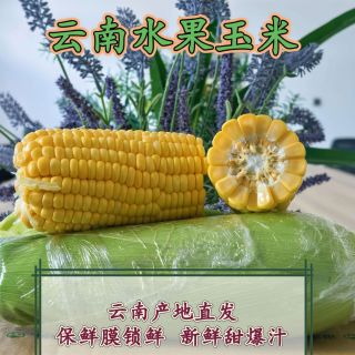 云南露天种植黄脆水果玉米云南新鲜现摘新鲜水果玉米