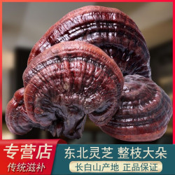 九两坡整枝紫灵芝，250克泡酒灵芝林芝灵芝