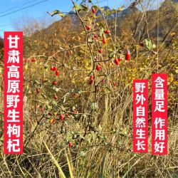 甘肃野外野生枸杞-500克煮水泡水新鲜晾晒甘甜
