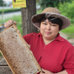 野花蜂巢蜜中老巢自然成熟蜂场现切嚼着吃的蜂巢蜜软糯香甜