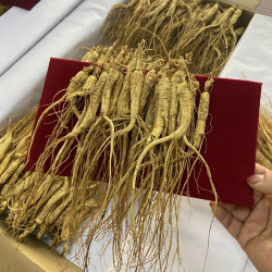 东北特产长白山人参林下参散装称重泡茶泡酒食用