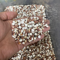 广东肇庆开边芡实 可搭配薏米