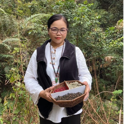 黄陈五味汤赶黄草五味子棉茵陈三种材料煮水泡水