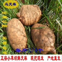 顺丰发货昭通彝良小草坝天麻正宗野天麻