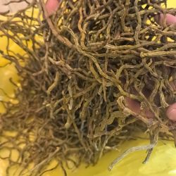 沐南堂高品质铁皮石斛原产地铁皮枫斗煲汤泡水营养滋补