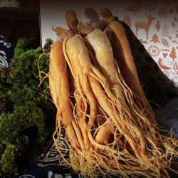 生物圈 长白山人参鲜人参10只官方正品东北足龄保鲜参煲汤泡酒富含人参皂苷