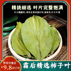 柿子叶柿子叶茶柿叶霜后柿子树叶新鲜干货可打柿子包邮荷叶