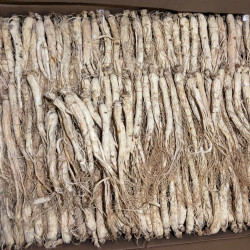 干人参 长白山人参 炖汤味美[250g]