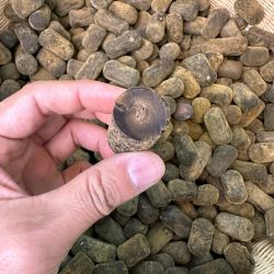 （林广超）橘禾堂化橘红15年金毛老压果正宗化州橘红溯源产地