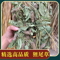 狸尾草广西正品新货羊咩香狐尾草整捆带花野生煲汤煮水另售牛蒡