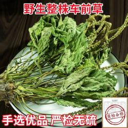 整颗车前草中药材新鲜晒干车前草泡水喝天然桃胶