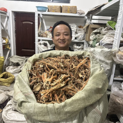 桑根皮 甘肃桑皮 桑树根的皮 切片整根都有桑黄皮没刮黄皮栽种的