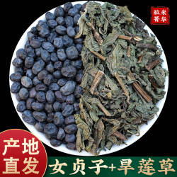 冬至女贞子加旱莲草1000g墨旱莲秦岭女贞籽皂角米直播冬青籽作用