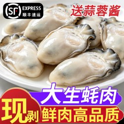 苏渔海岸 鲜活生蚝现剥生蚝肉新鲜牡蛎肉蛎蝗去壳纯蚝仔肉海鲜水产火锅食材