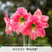 海蒂的花园 旗舰店进口朱顶红种球多年生球根花卉盆栽阳台植物
