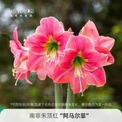 海蒂的花园 旗舰店进口朱顶红种球多年生球根花卉盆栽阳台植物